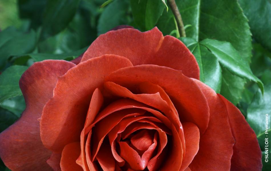 ©SUNFLOR - Primavera